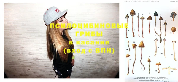 прущие грибы Новый Уренгой