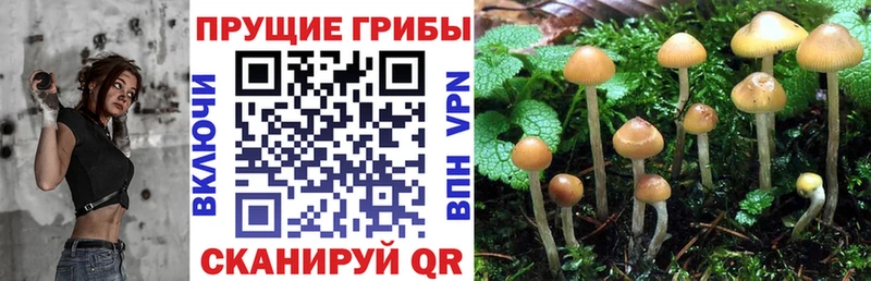 Псилоцибиновые грибы Cubensis  Купить закладки  Устюжна 
